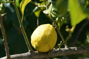 pianta-limone